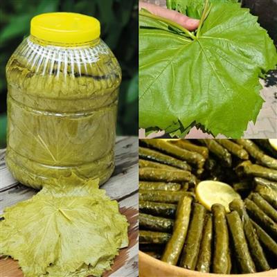Salamura Yaprak 5 Kilo Bidon